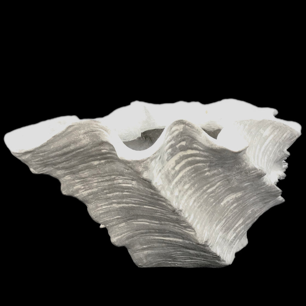 Shell | Poly Resin | White | Large